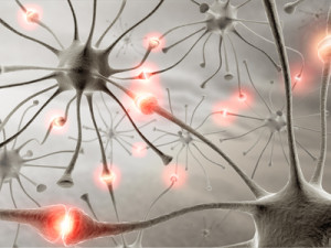 Neurons