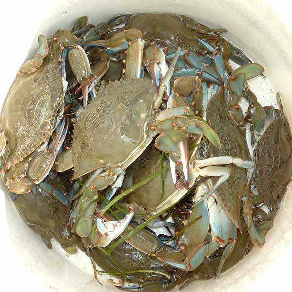 bucket-of-crabs