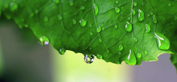 Leaf After Rain